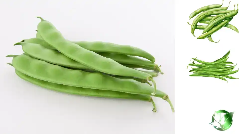 Frozen Green Beans quality, format, and packaging should be matched to the buyer’s target application.